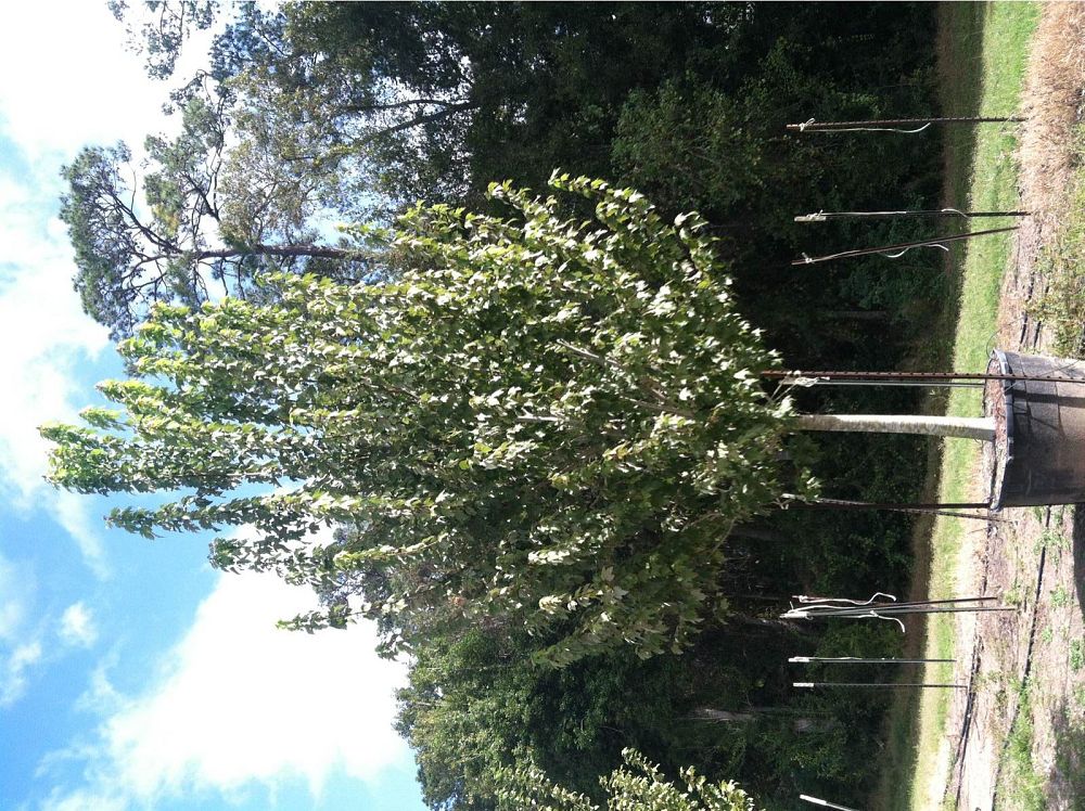 acer-rubrum-drummondii-drummond-red-maple