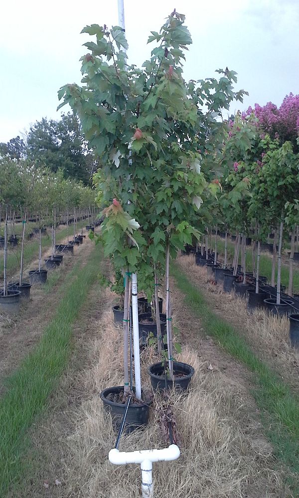 acer-rubrum-drummondii-drummond-red-maple