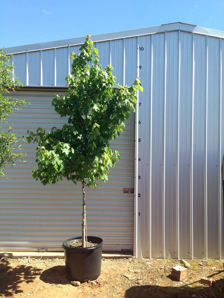 acer-rubrum-drummondii-drummond-red-maple