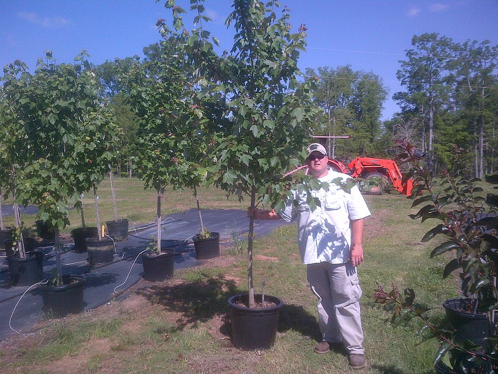 acer-rubrum-drummondii-drummond-red-maple