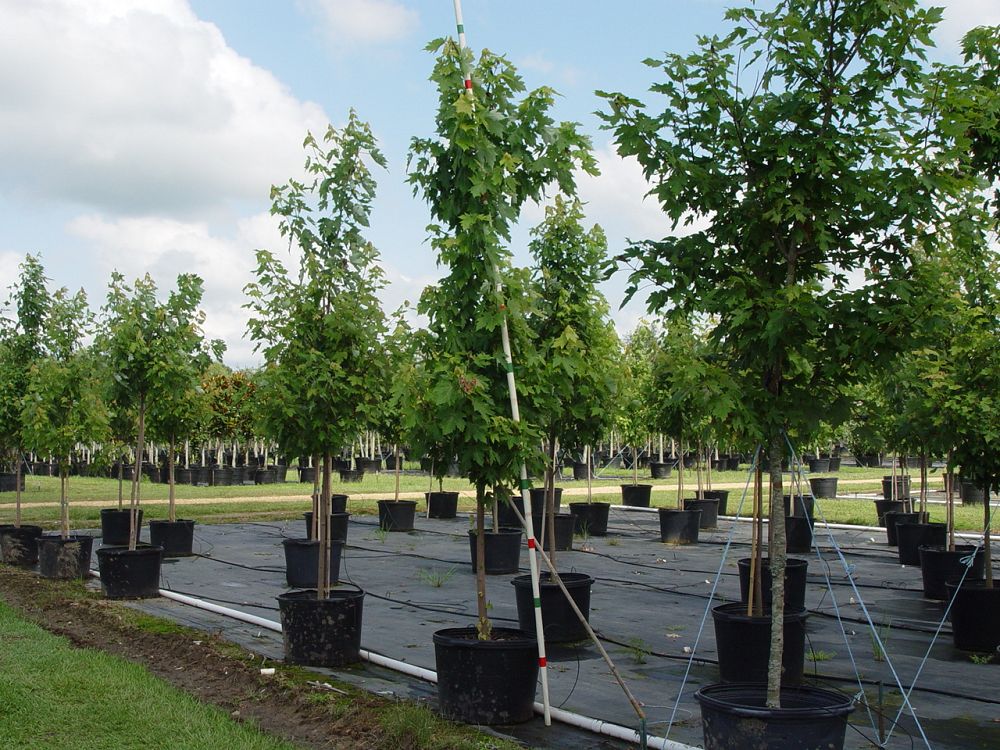 acer-rubrum-drummondii-drummond-red-maple