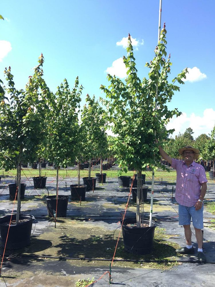 acer-rubrum-drummondii-drummond-red-maple