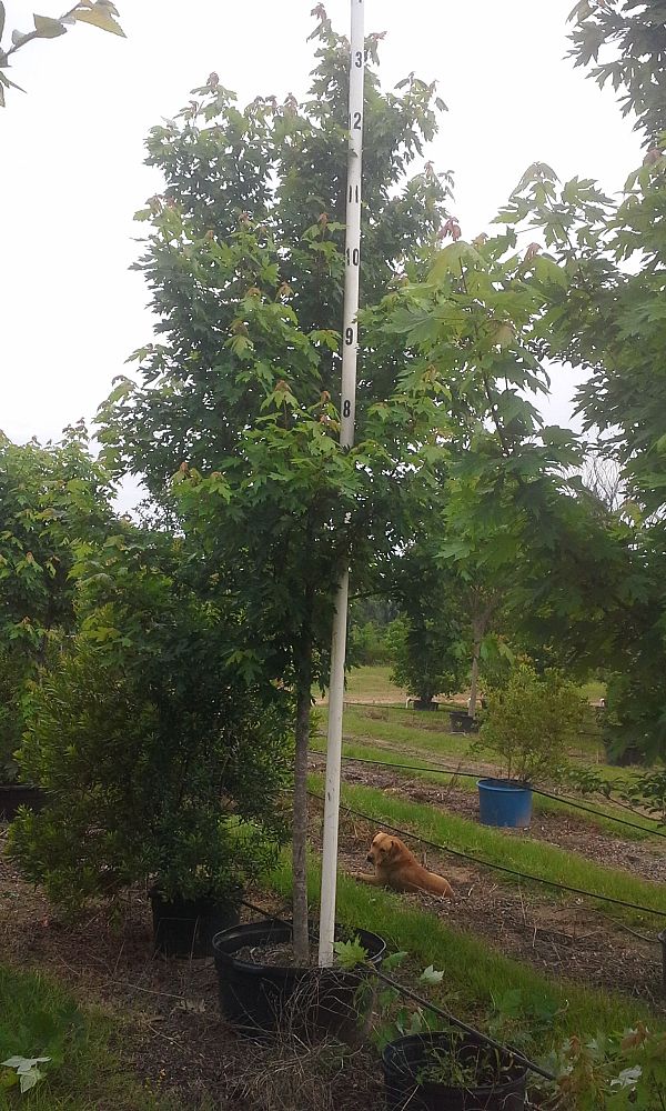 acer-rubrum-drummondii-drummond-red-maple