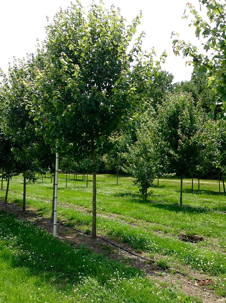 acer-rubrum-drummondii-drummond-red-maple