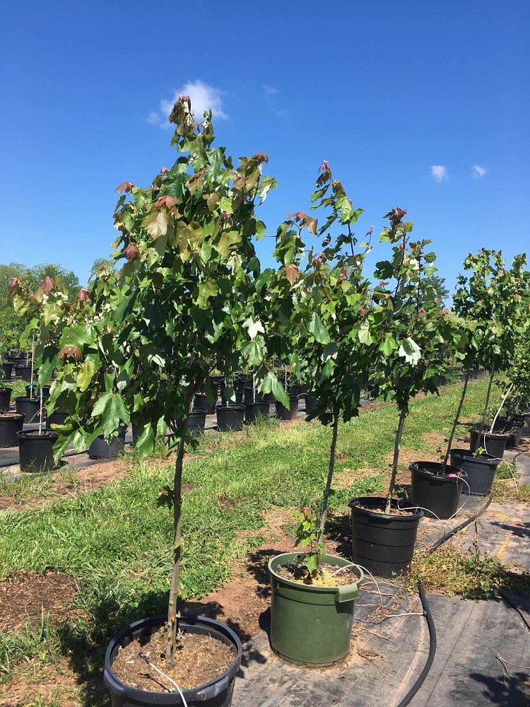 acer-rubrum-drummondii-drummond-red-maple