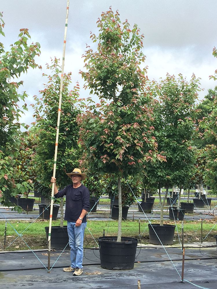 acer-rubrum-drummondii-drummond-red-maple
