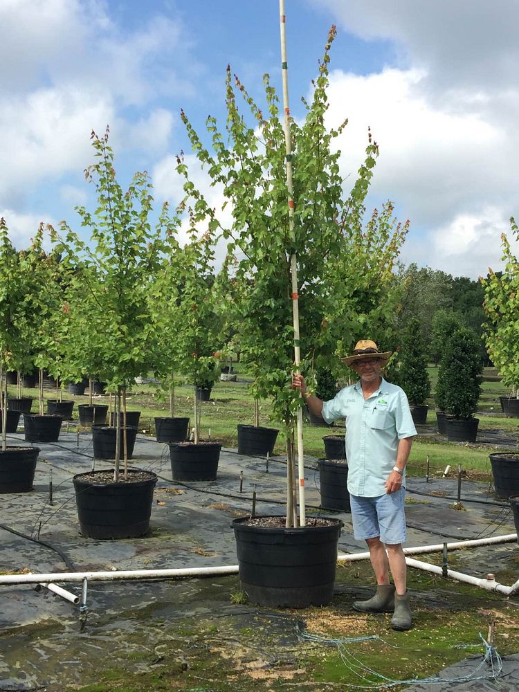 acer-rubrum-drummondii-drummond-red-maple