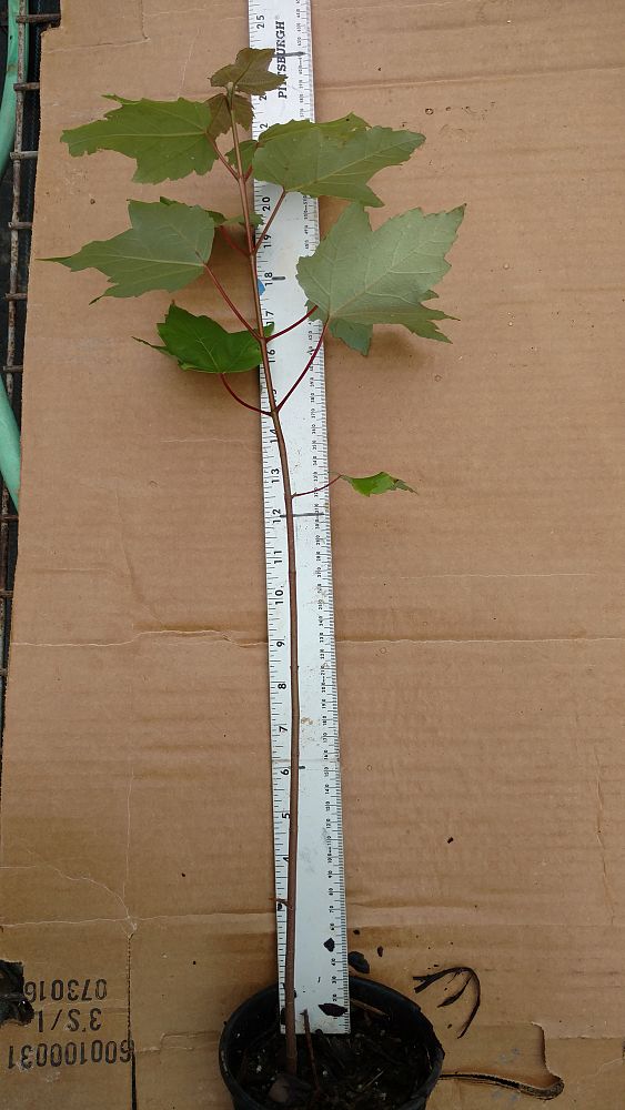 acer-rubrum-drummondii-drummond-red-maple