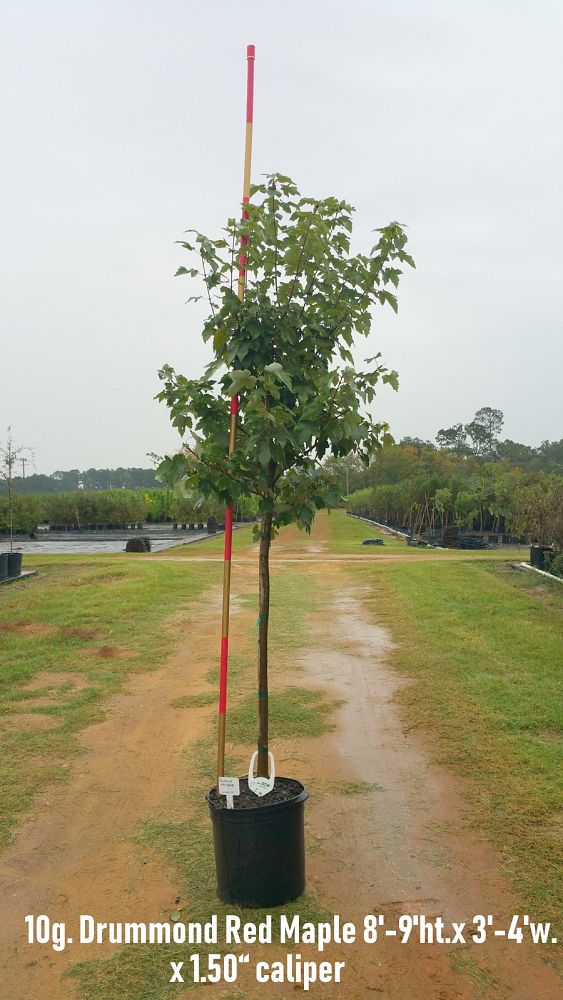 acer-rubrum-drummondii-drummond-red-maple