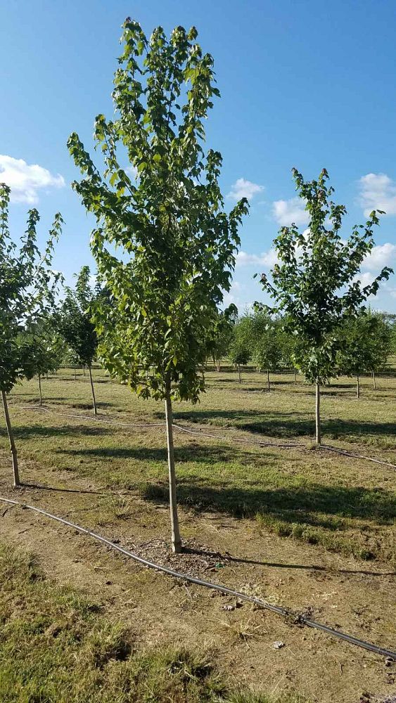 acer-rubrum-drummondii-drummond-red-maple