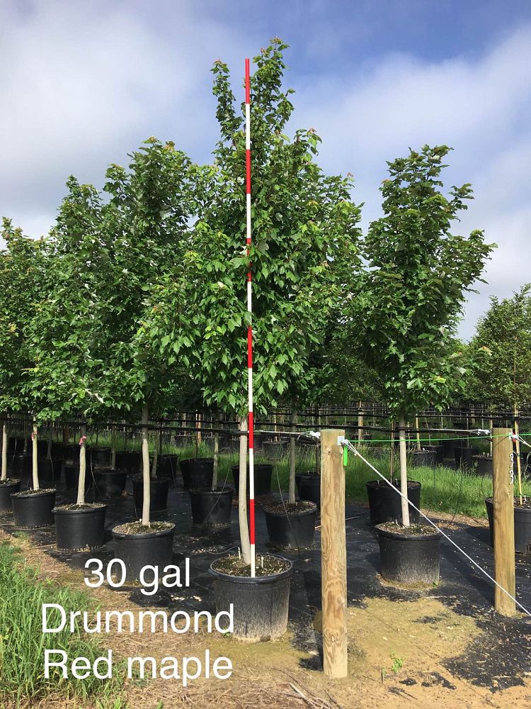 acer-rubrum-drummondii-drummond-red-maple