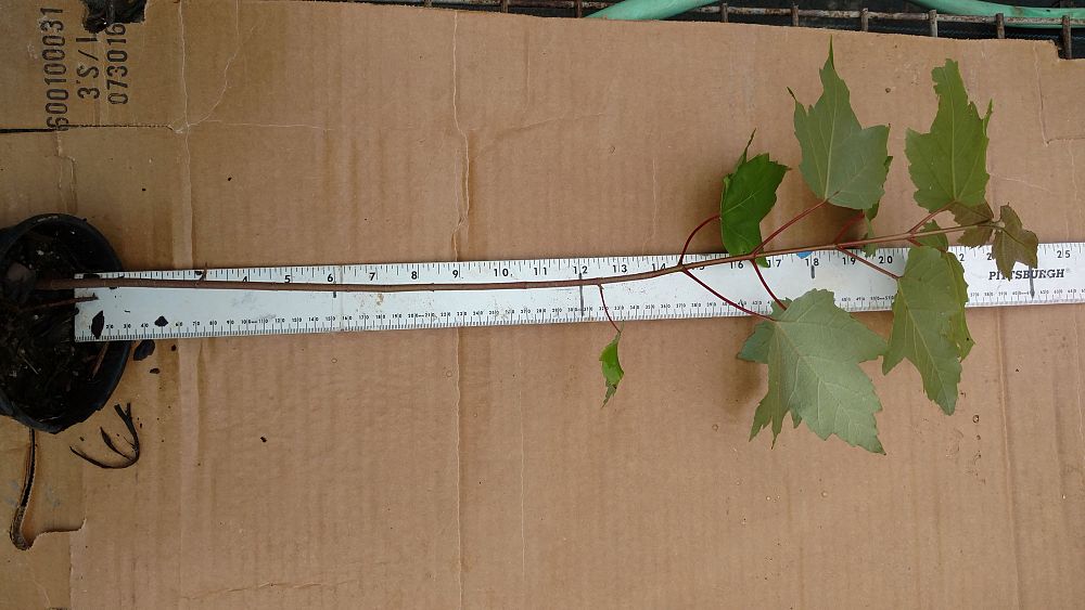 acer-rubrum-drummondii-drummond-red-maple