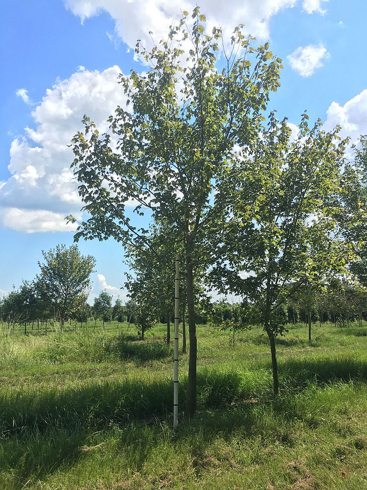 acer-rubrum-drummondii-drummond-red-maple