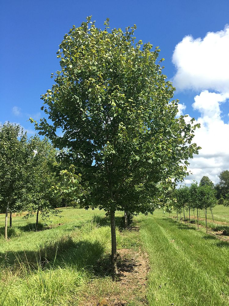 acer-rubrum-drummondii-drummond-red-maple