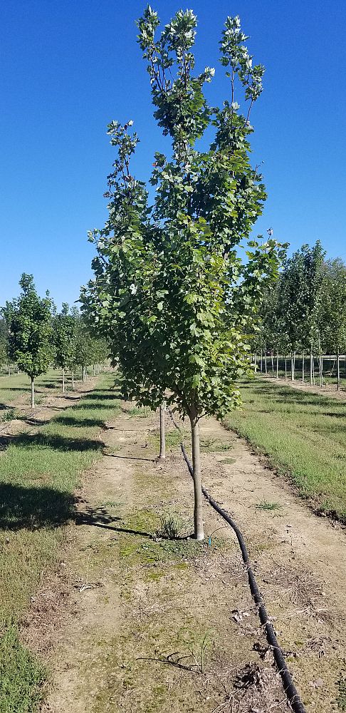 acer-rubrum-drummondii-drummond-red-maple