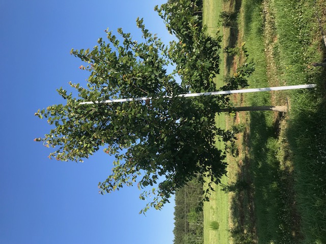 acer-rubrum-drummondii-drummond-red-maple