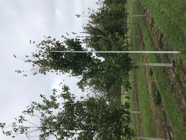 acer-rubrum-drummondii-drummond-red-maple