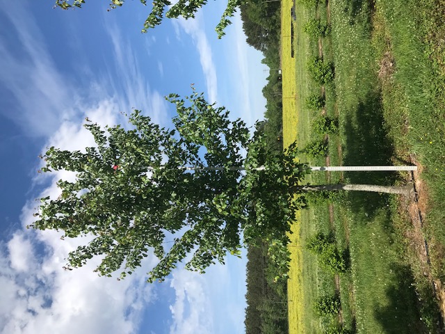 acer-rubrum-drummondii-drummond-red-maple