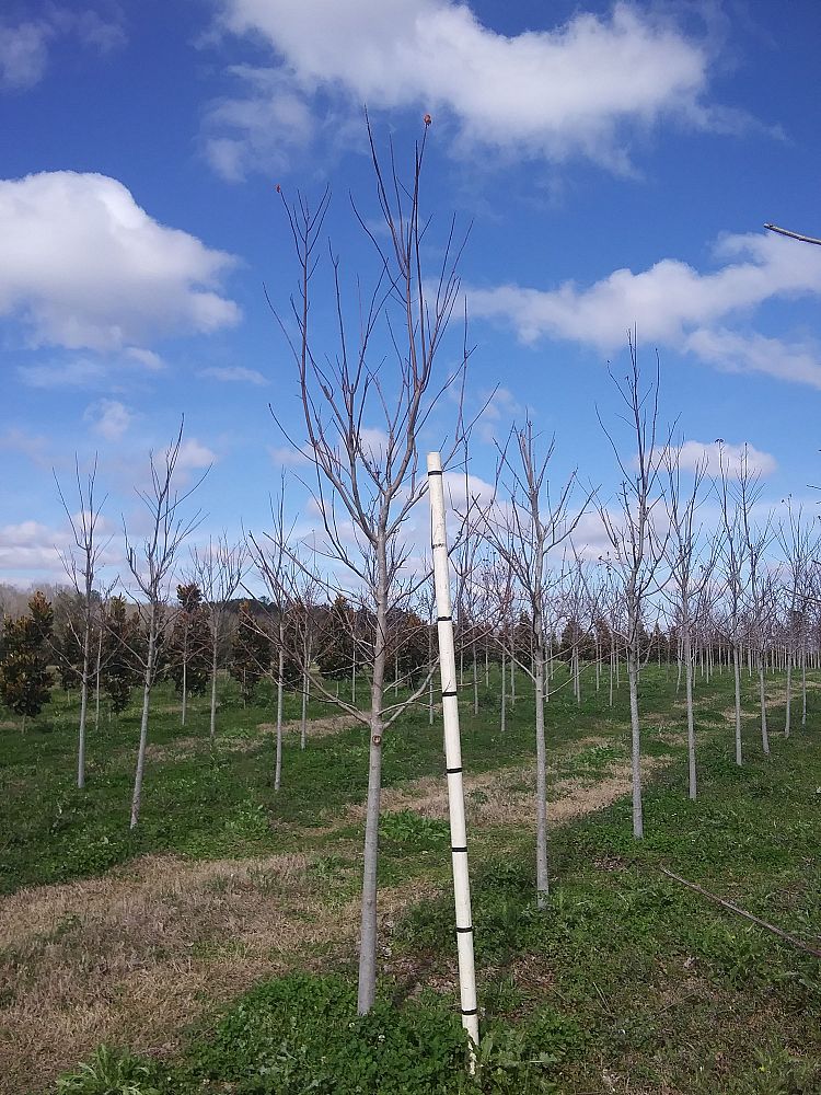 acer-rubrum-drummondii-drummond-red-maple
