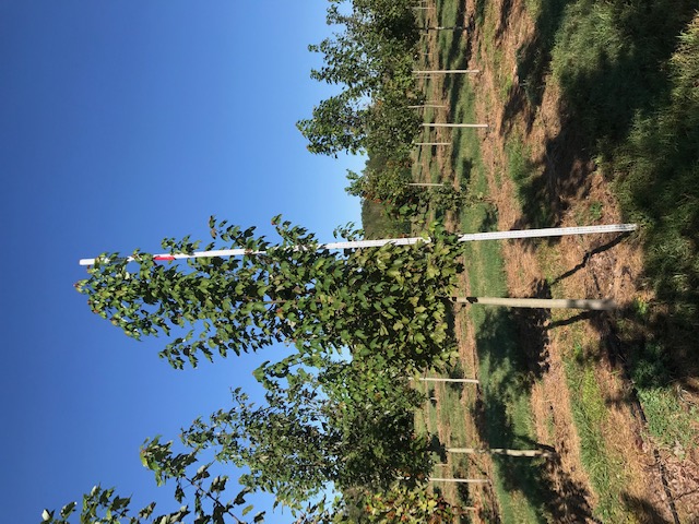 acer-rubrum-drummondii-drummond-red-maple