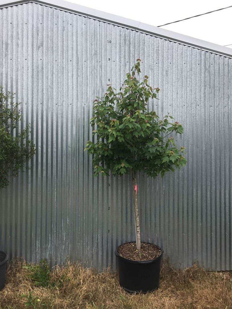 acer-rubrum-drummondii-drummond-red-maple