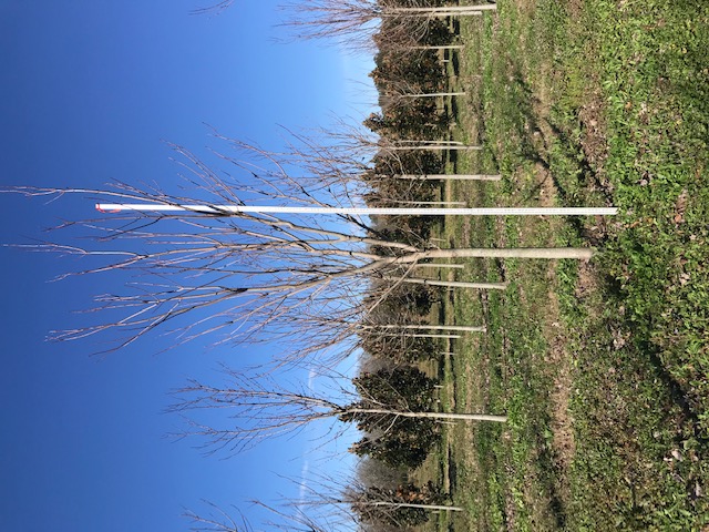 acer-rubrum-drummondii-drummond-red-maple