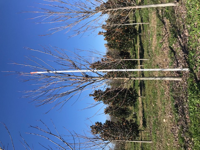 acer-rubrum-drummondii-drummond-red-maple
