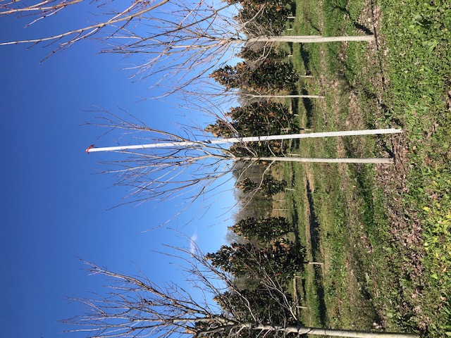 acer-rubrum-drummondii-drummond-red-maple