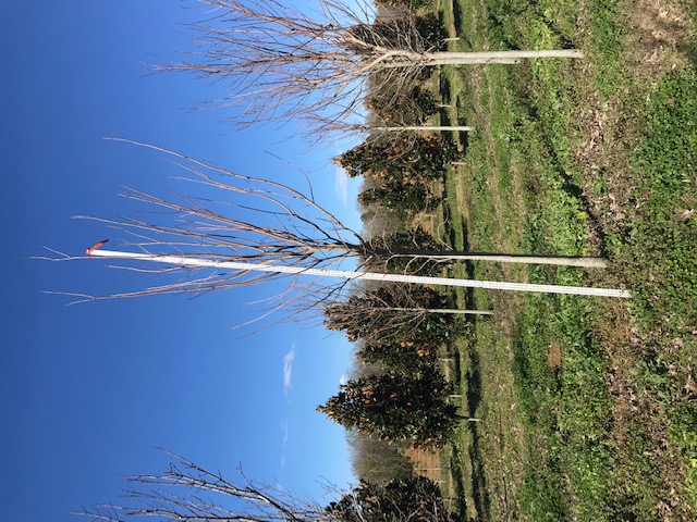 acer-rubrum-drummondii-drummond-red-maple