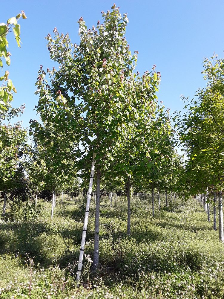 acer-rubrum-drummondii-drummond-red-maple