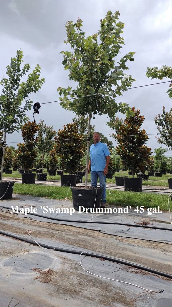 acer-rubrum-drummondii-drummond-red-maple
