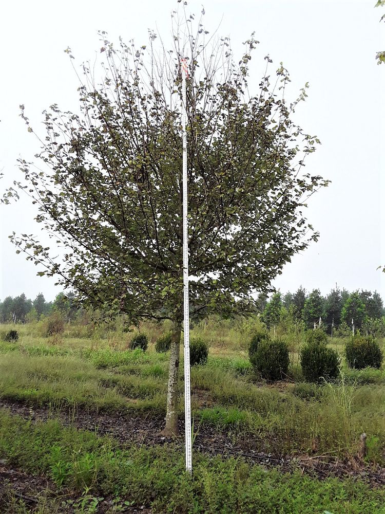 acer-rubrum-drummondii-drummond-red-maple