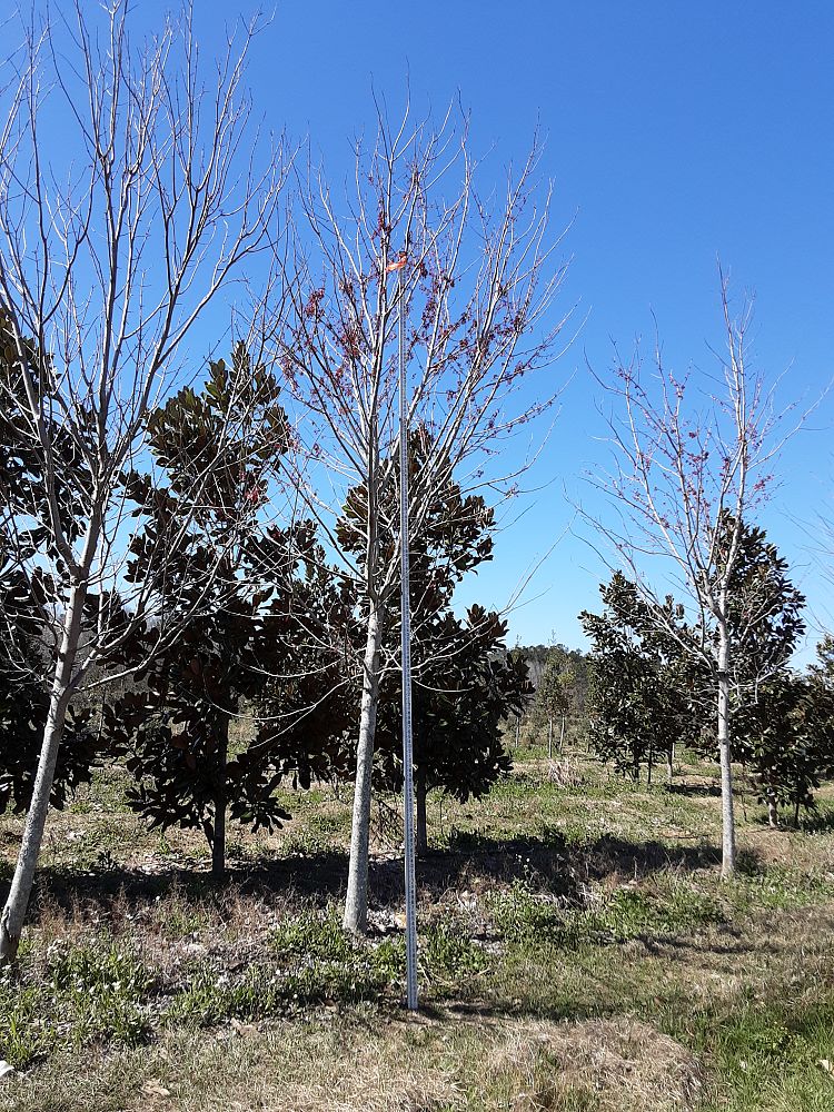 acer-rubrum-drummondii-drummond-red-maple