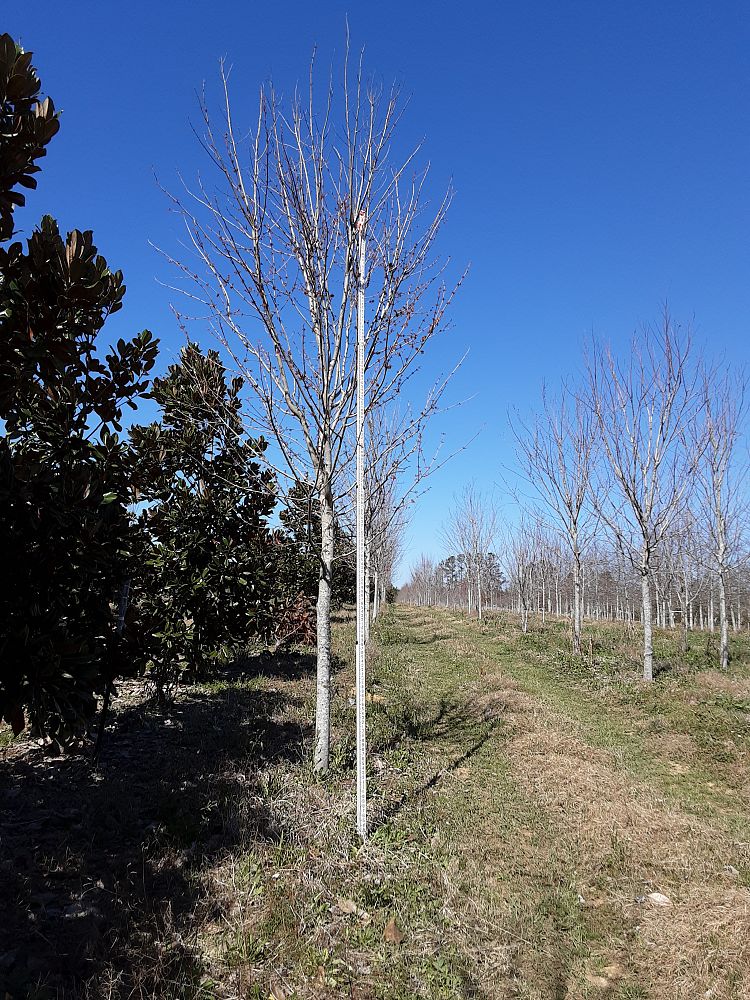 acer-rubrum-drummondii-drummond-red-maple