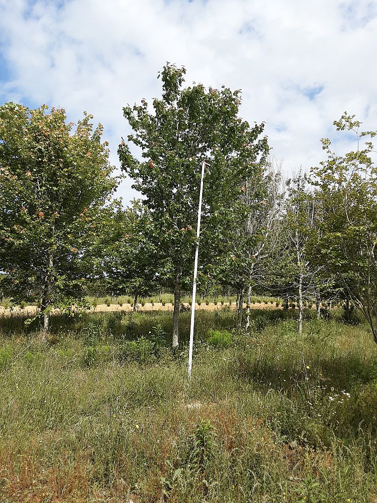acer-rubrum-drummondii-drummond-red-maple