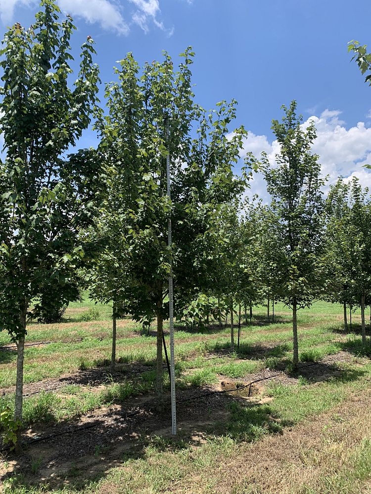 acer-rubrum-drummondii-drummond-red-maple
