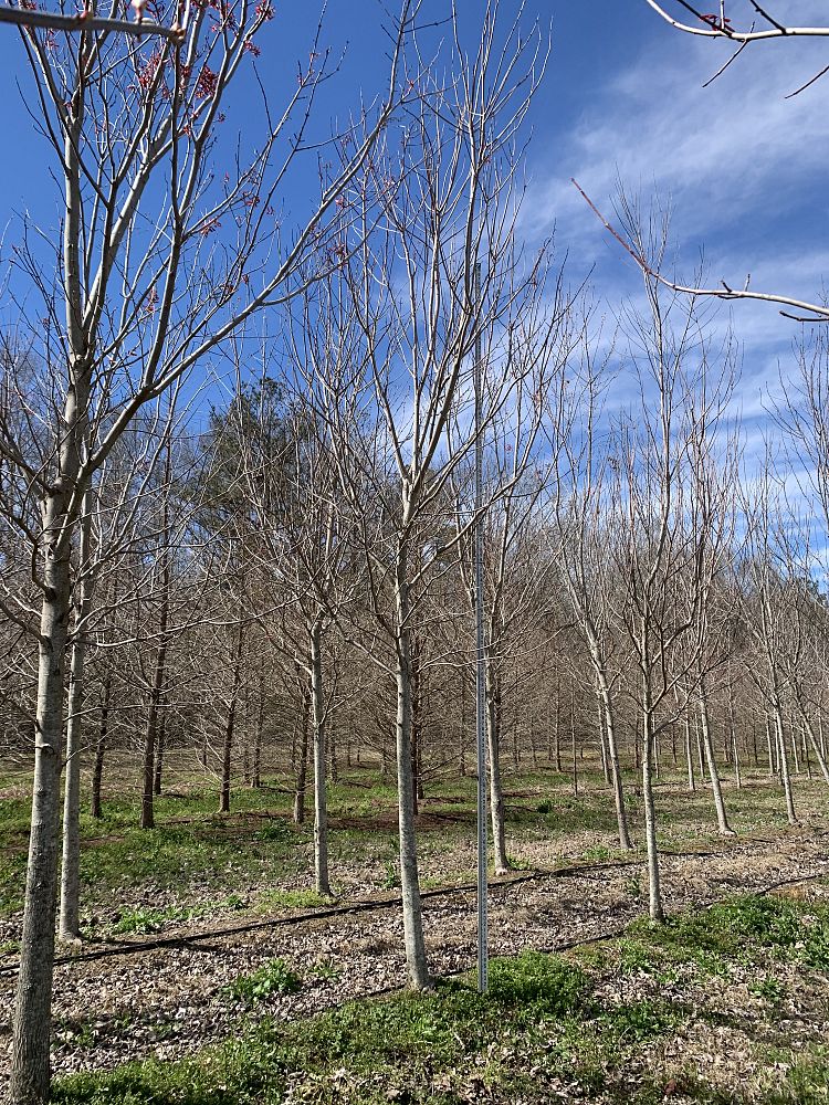 acer-rubrum-drummondii-drummond-red-maple