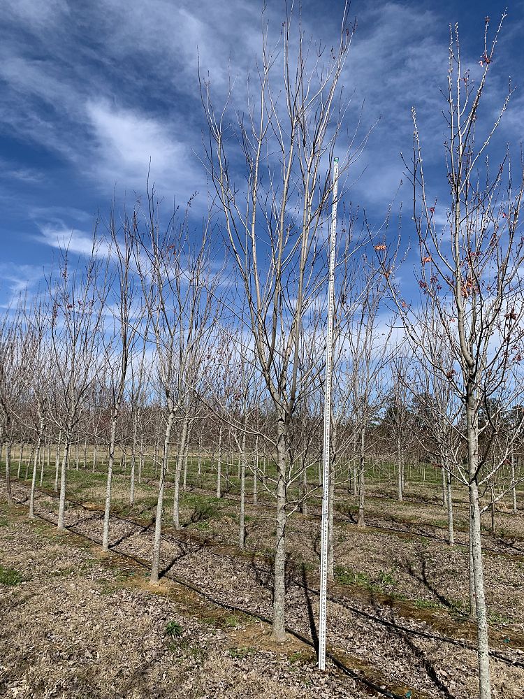 acer-rubrum-drummondii-drummond-red-maple