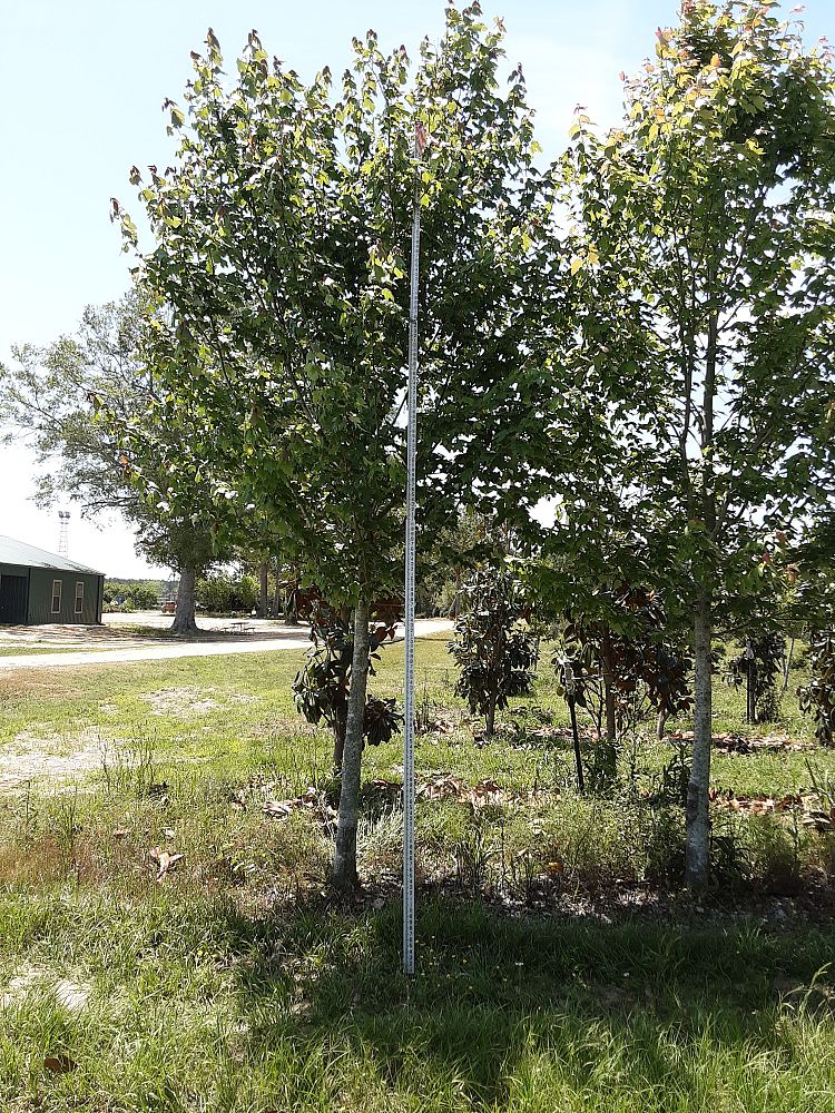 acer-rubrum-drummondii-drummond-red-maple