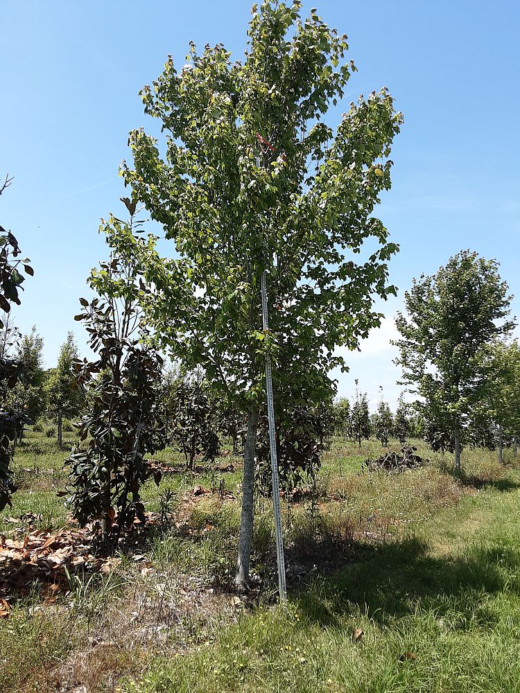 acer-rubrum-drummondii-drummond-red-maple