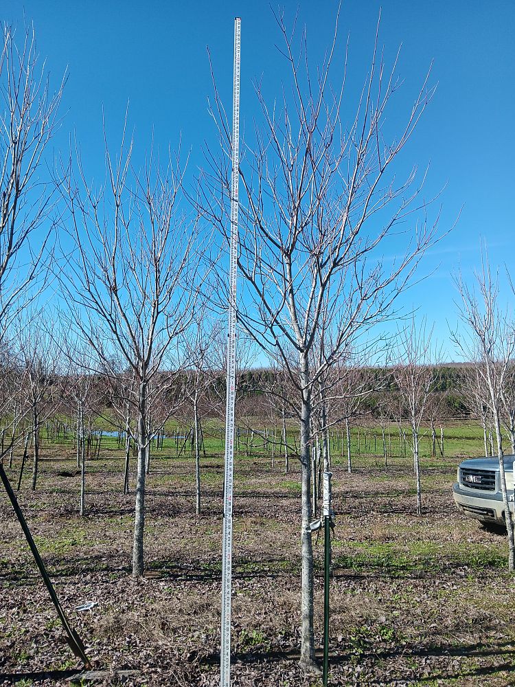 acer-rubrum-drummondii-drummond-red-maple