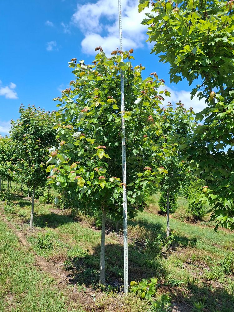 acer-rubrum-drummondii-drummond-red-maple