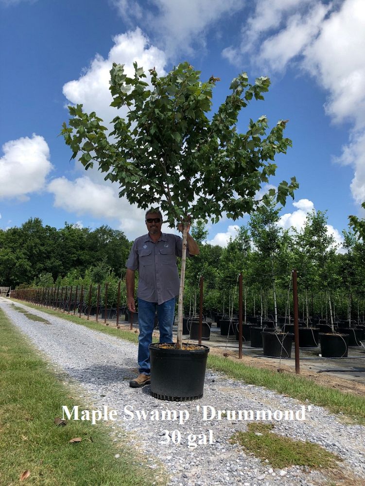 acer-rubrum-drummondii-drummond-red-maple