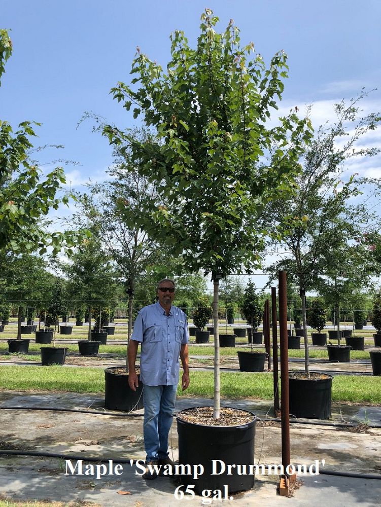 acer-rubrum-drummondii-drummond-red-maple