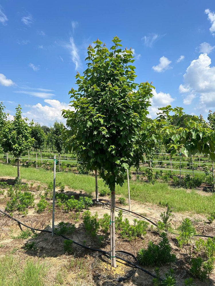 acer-rubrum-drummondii-drummond-red-maple