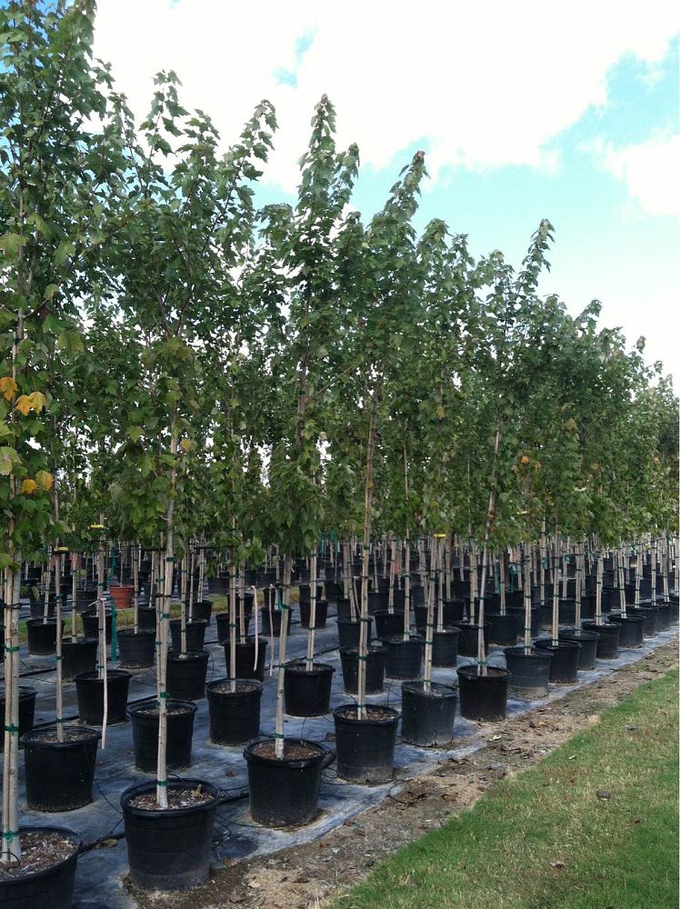 acer-rubrum-drummondii-san-felipe-drummond-red-maple