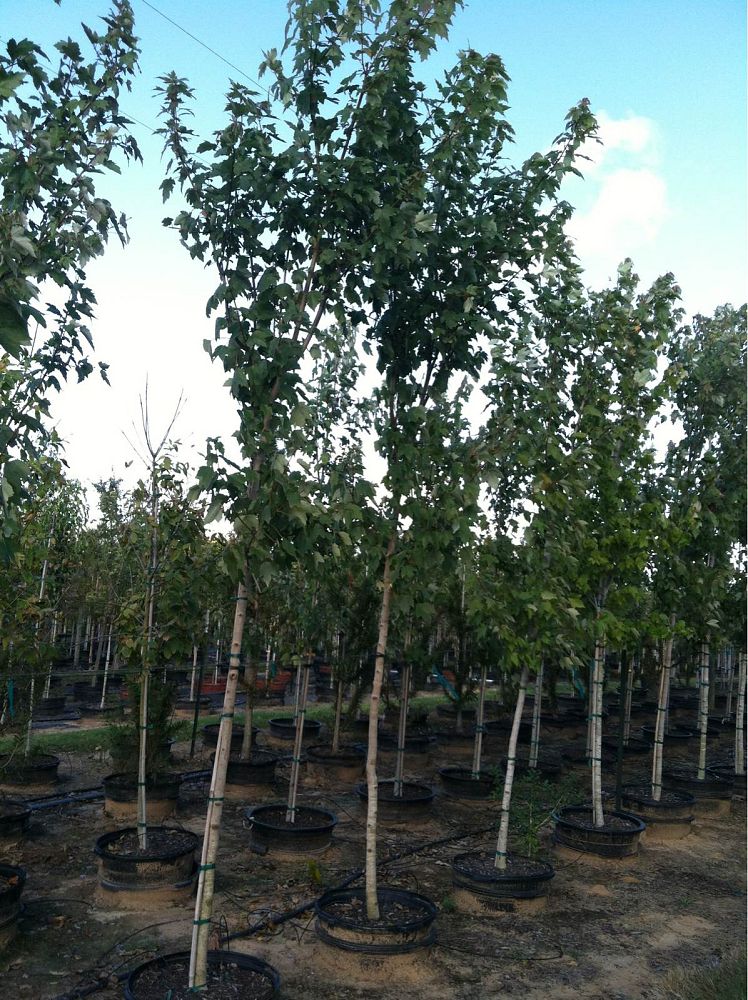 acer-rubrum-drummondii-san-felipe-drummond-red-maple