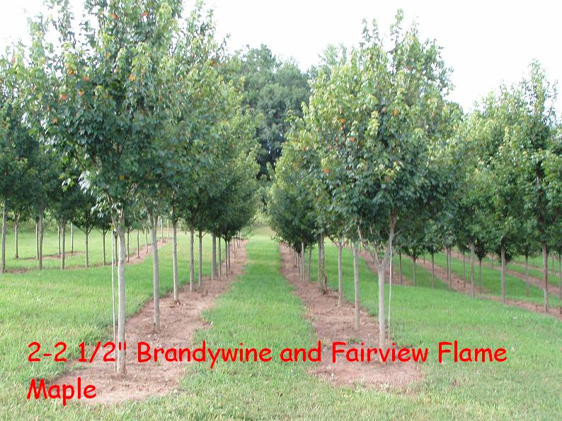 acer-rubrum-fairview-flame-red-maple