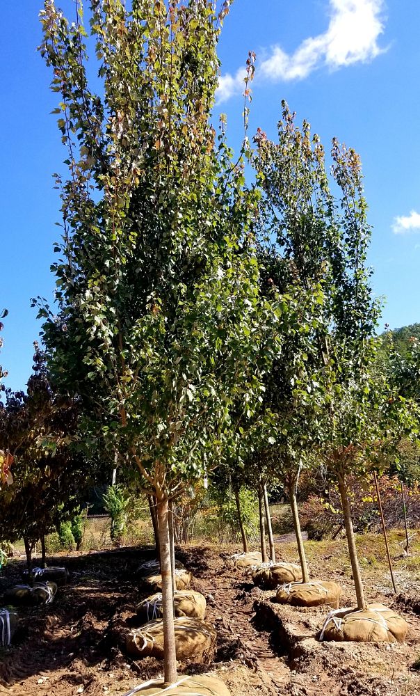 acer-rubrum-fairview-flame-red-maple