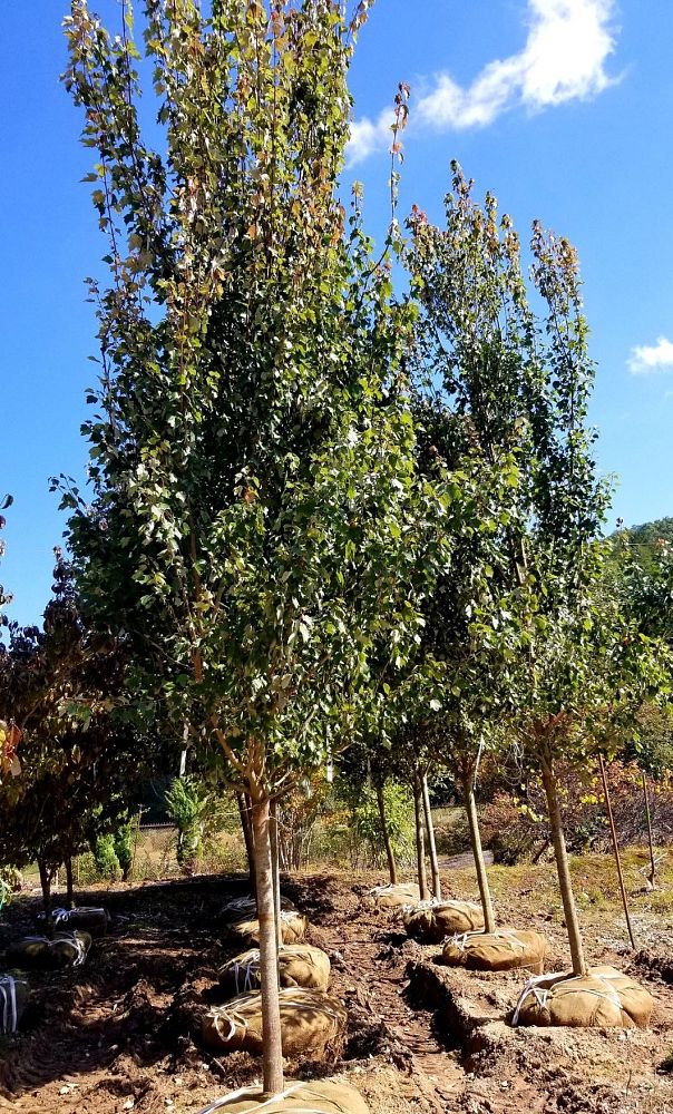 acer-rubrum-fairview-flame-red-maple